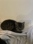 Katzenbaby (5)